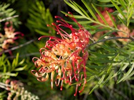 423963010 Red Grevillea 2